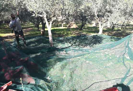 raccolta raccolta delle olive per la produzione dell'olio di Ortile